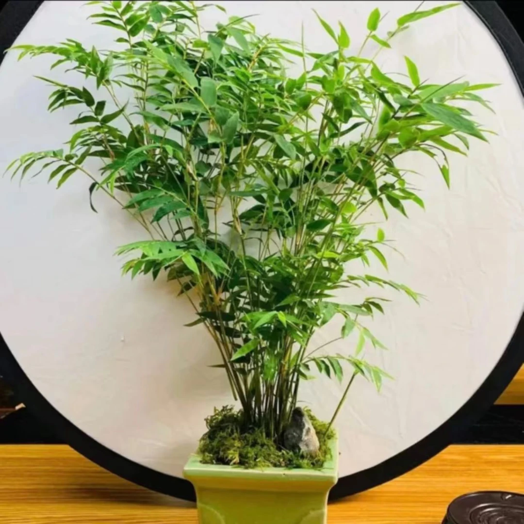 四季常绿好养易活视频生态四方盆凤尾竹蓝翠竹水栽竹南天竹迎客松