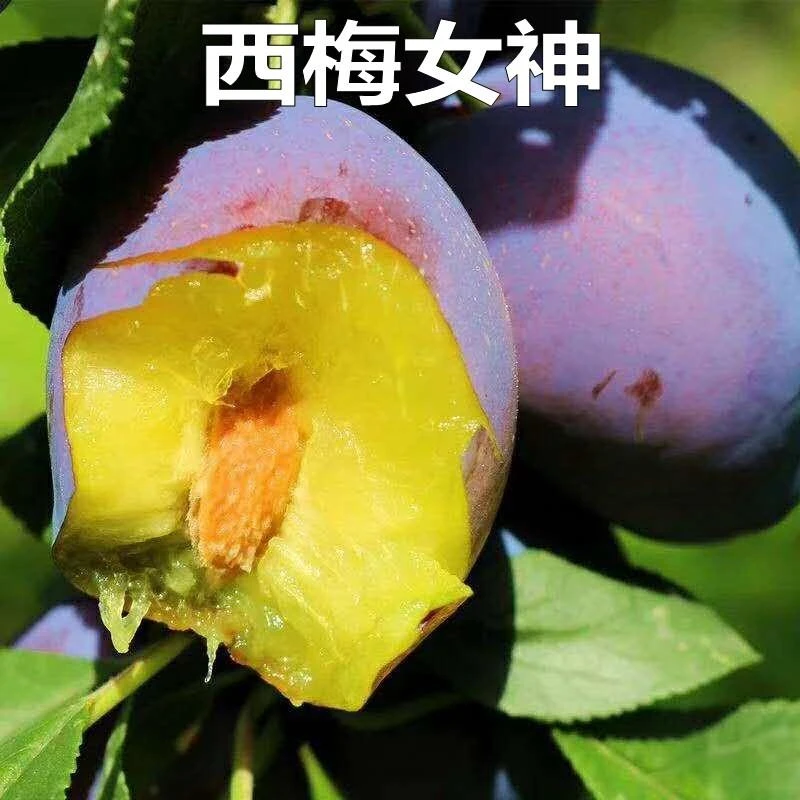 新品种果树苗西梅皇后李子树苗西梅女神李子苗嫁接苗南方北方种植