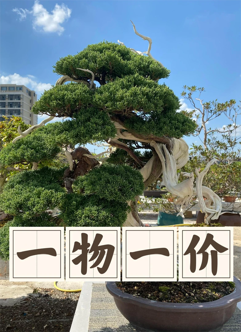 小叶观赏盆景品种直播链接一物一价