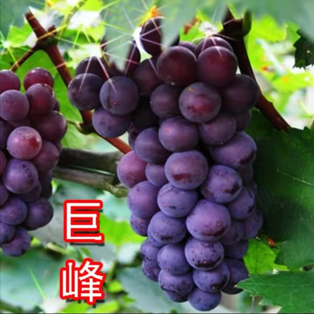 SEVENMOONS巨峰葡萄树苗盆栽地栽南方北方庭院露台四季种植葡萄苗