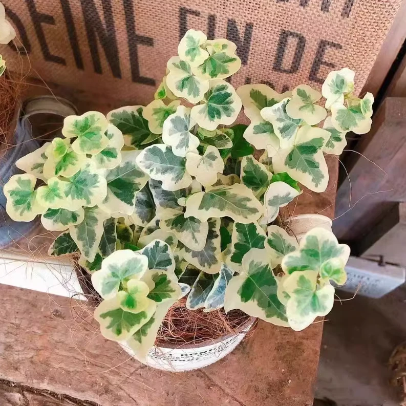 雪莹常春藤家居网红盆栽绿植花卉室内吊兰好养耐阴净化空气