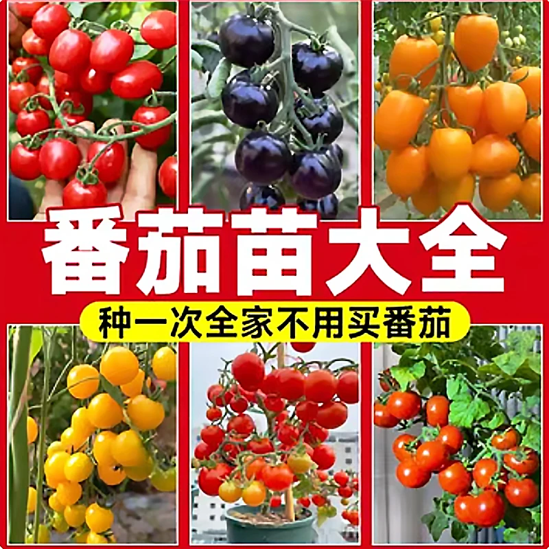 【各种蔬菜苗】矮生番茄千禧西红柿辣椒茄子苗大粉沙瓤圣女果四季种