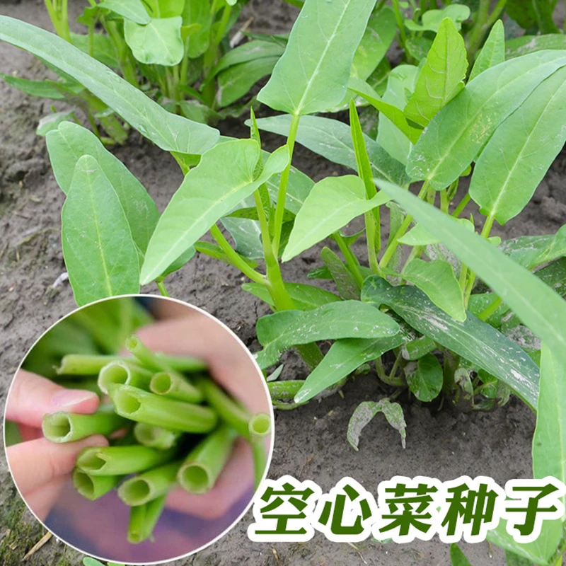 【新人专属】柳叶空心菜种子大叶菜种籽大全四季菜种农家蔬菜孑