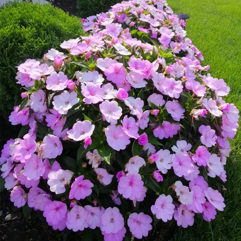 超级凤仙花盆栽指甲花苗庭院阳台好养活爆花非洲凤仙耐热花卉植物