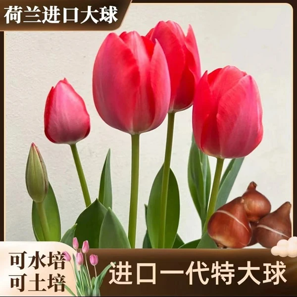 郁金香种球土培花卉植物室内外开花种子耐寒耐热备用好活进口阳台