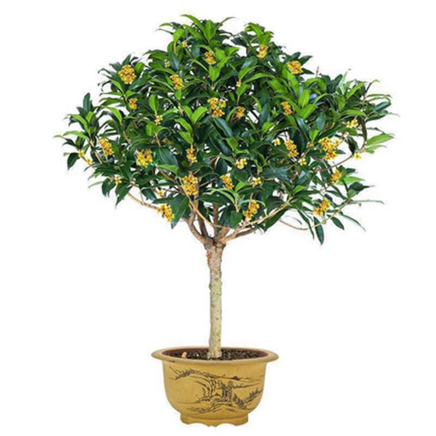 桂花树苗庭院盆栽地栽大型四季桂花树苗室内外种植金桂丹桂浓香型