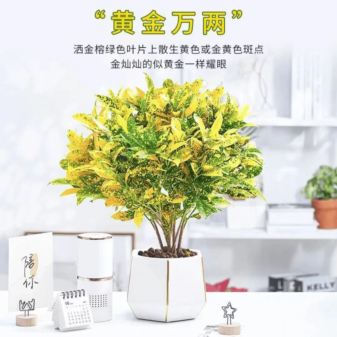 洒金榕盆栽黄金变叶木树苗室内阳台庭院植物耐热好养黄金万两