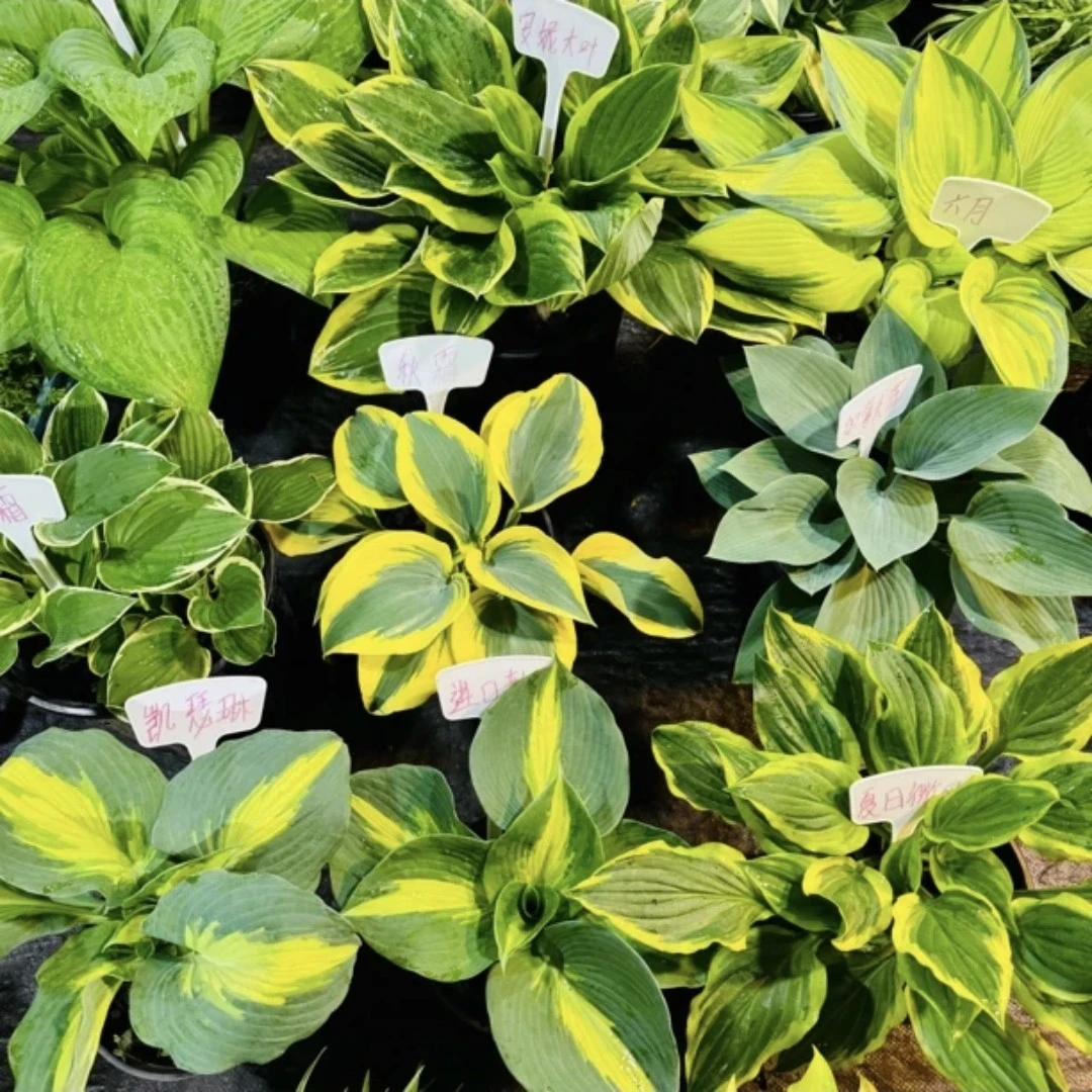 玉簪花盆栽大苗 庭院阳台多年生宿根植物包邮