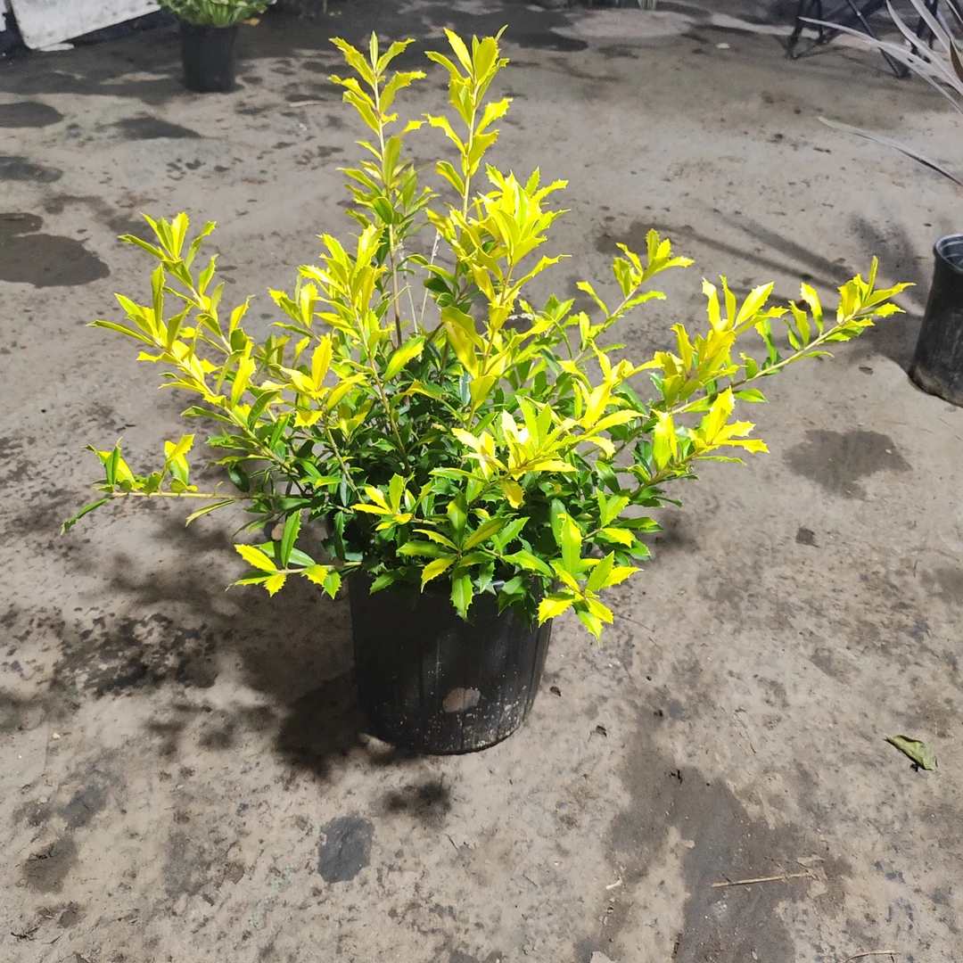 黄金枸骨 狭叶冬青常绿乔木庭院多年生黄金观叶花镜植物 耐寒耐热