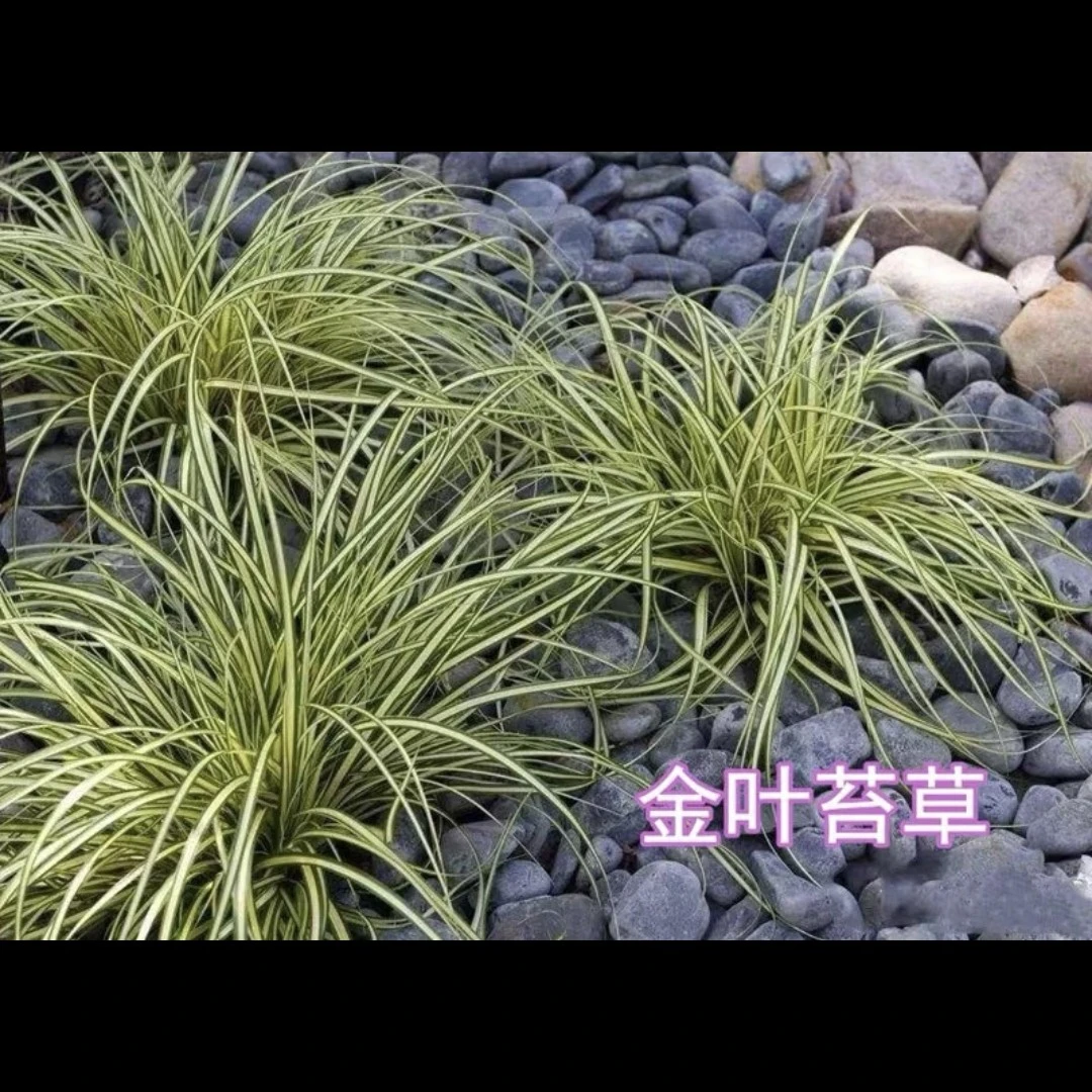 花境植物金叶苔草盆栽庭院室外植物多年生耐寒耐热金丝苔草四季