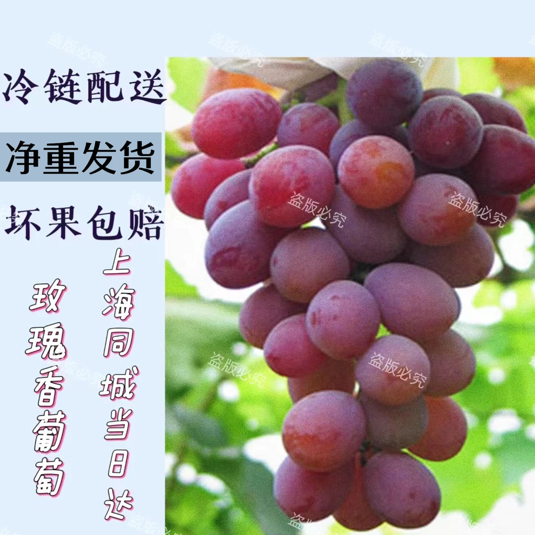 上海马陆葡萄果园玫瑰葡萄包邮新鲜现摘当季孕妇水果葡萄应季