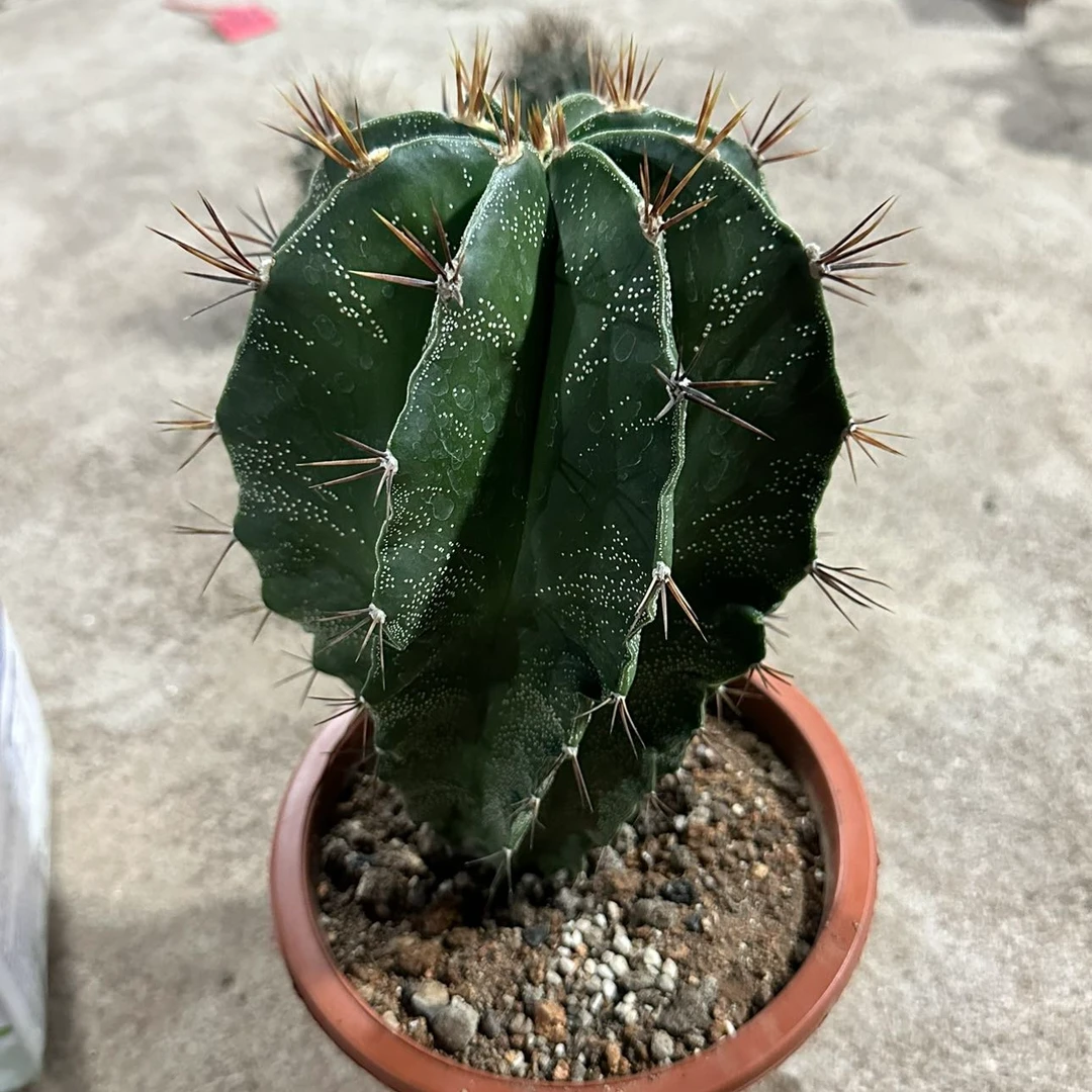 满18包邮（实生般若）柱子大