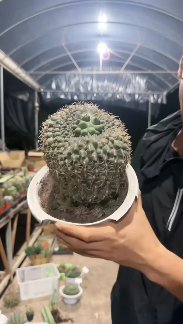 【闪购商品】菲花玉