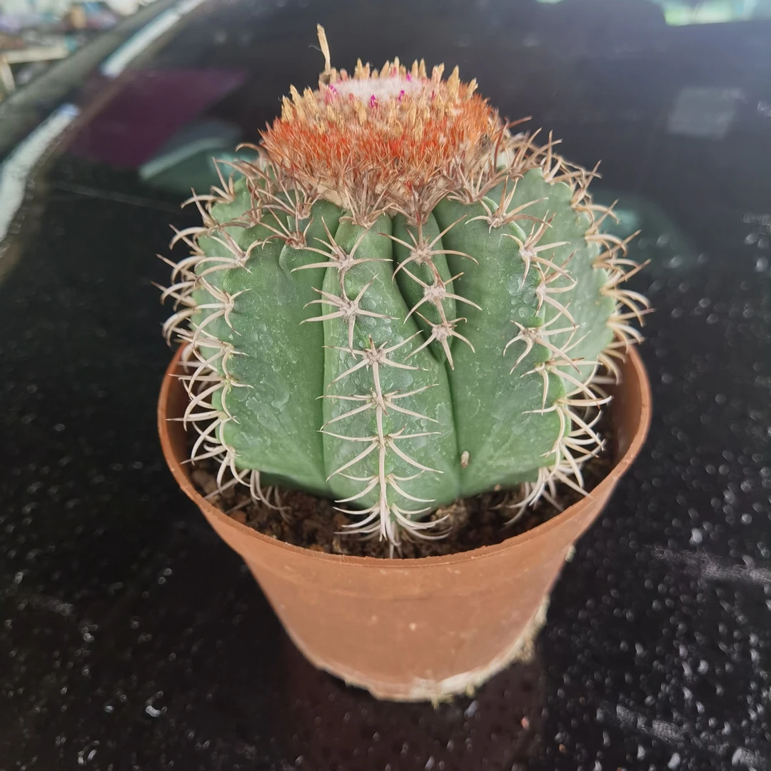 满18包邮（实生魔云）