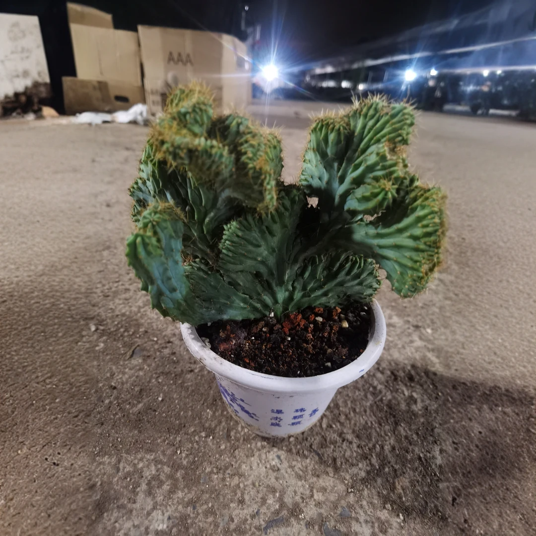 满18包邮（自根泰龙木缀化）