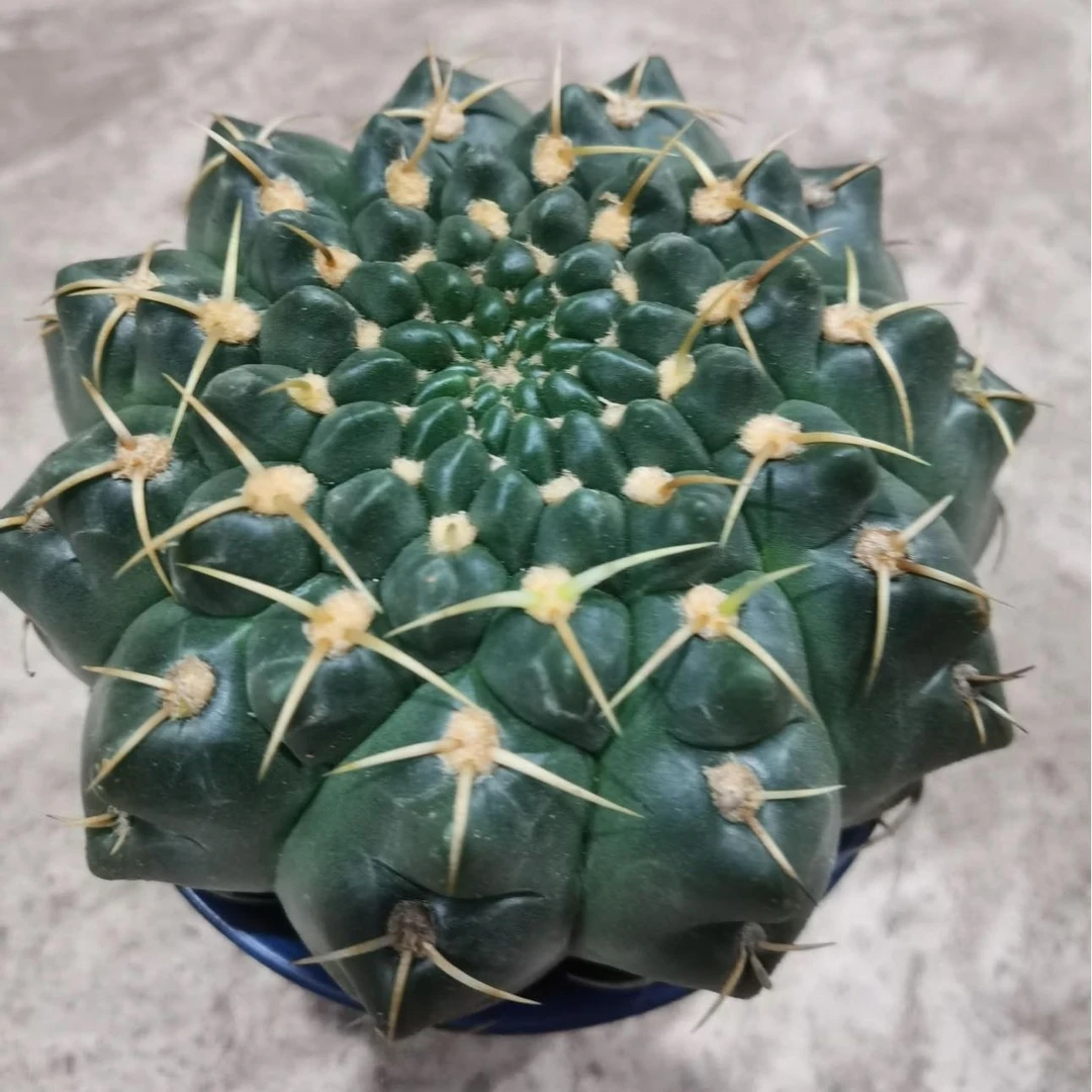 满18包邮(实生海王)大 11公分左右