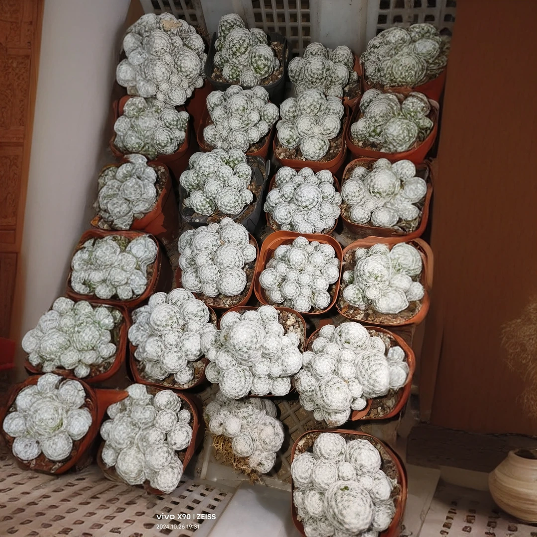 满18包邮 （自根姬春星）小无售后