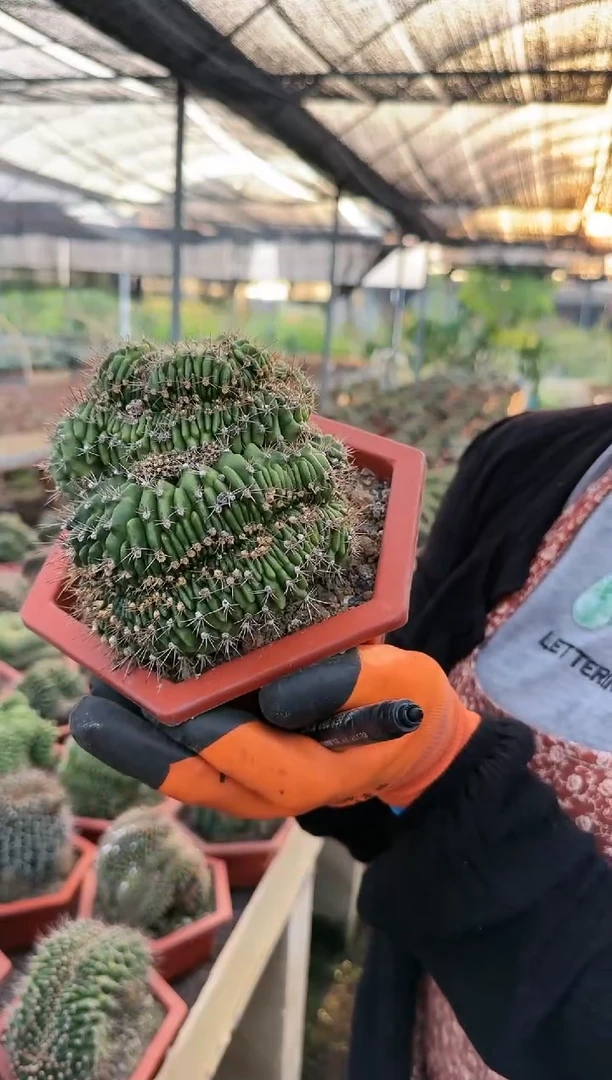 【闪购商品】翠晃冠缀22222