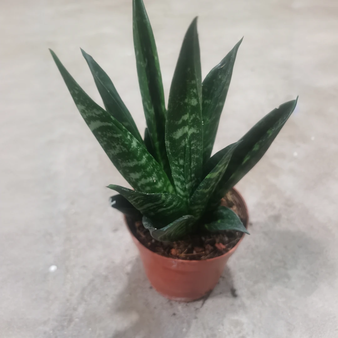 满18包邮（—贝壳）