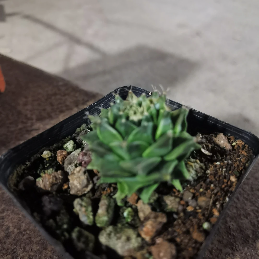 满18包邮(实生帝冠4公分左右)