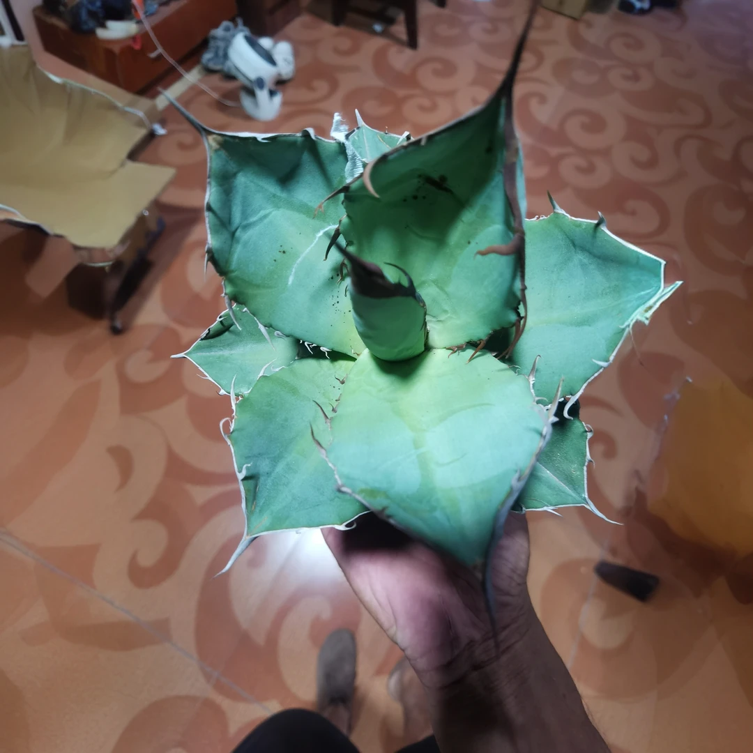 满18包邮 （山龟）