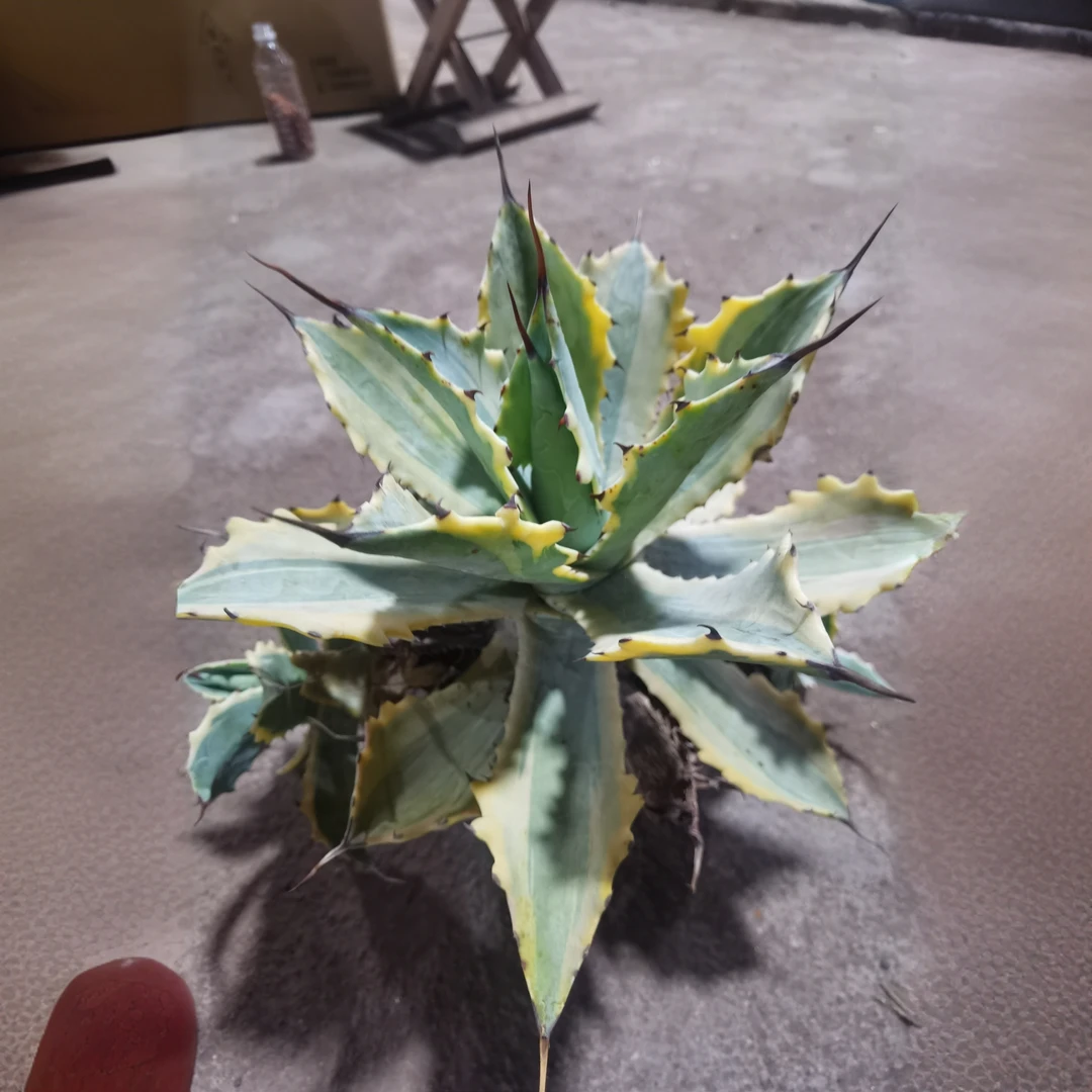 满18包邮 （怒雷神锦）