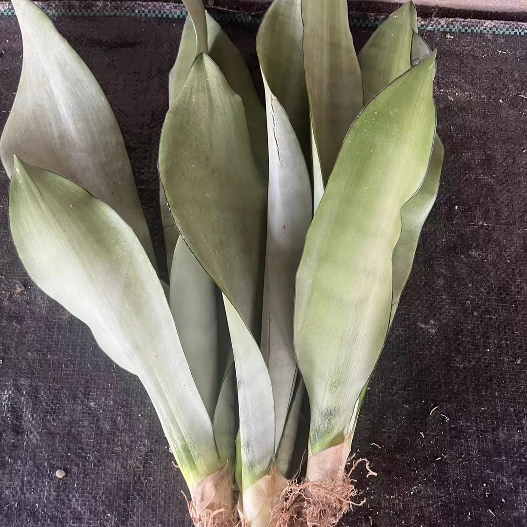 满18包邮（虎皮兰）4颗