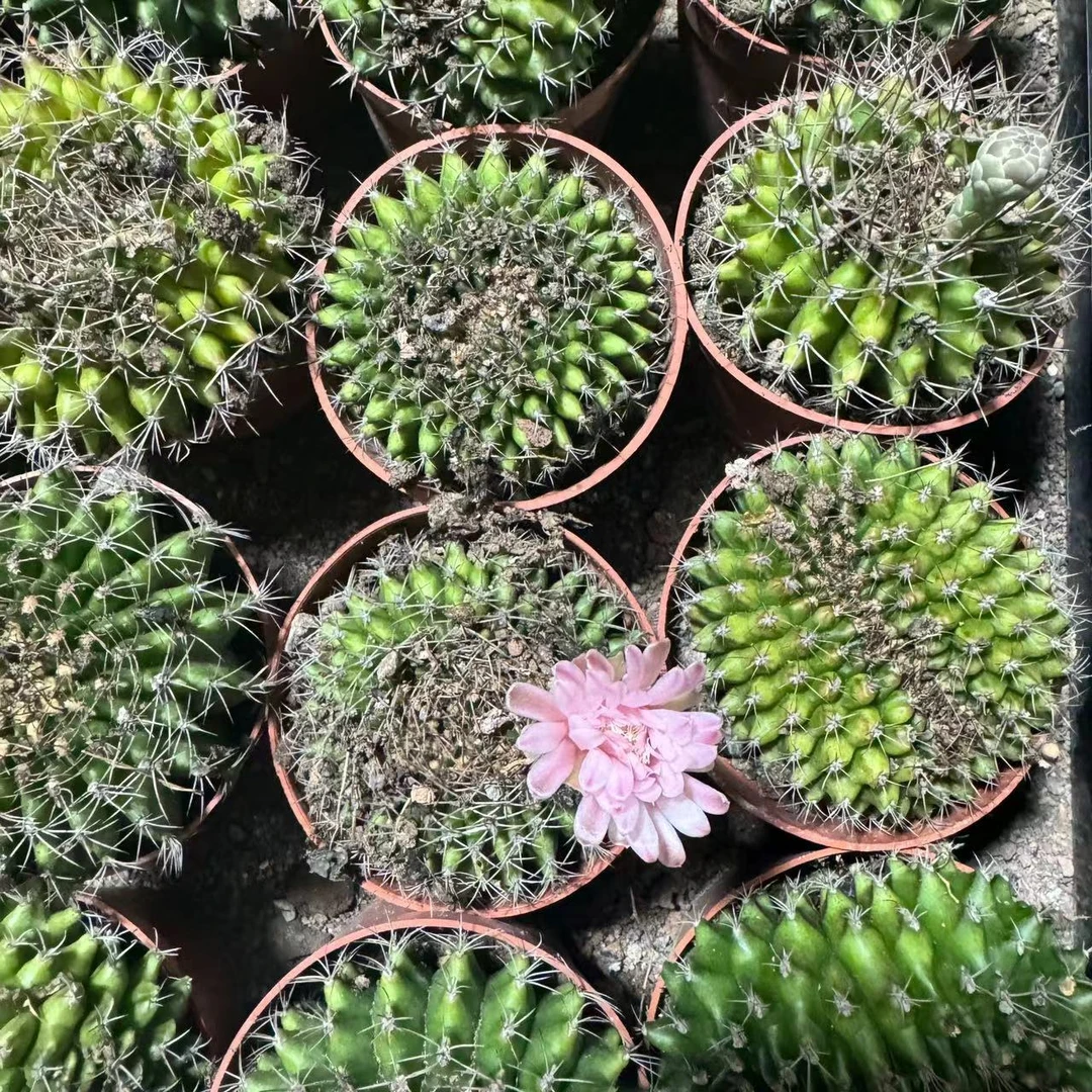 满18包邮(翠晃冠)