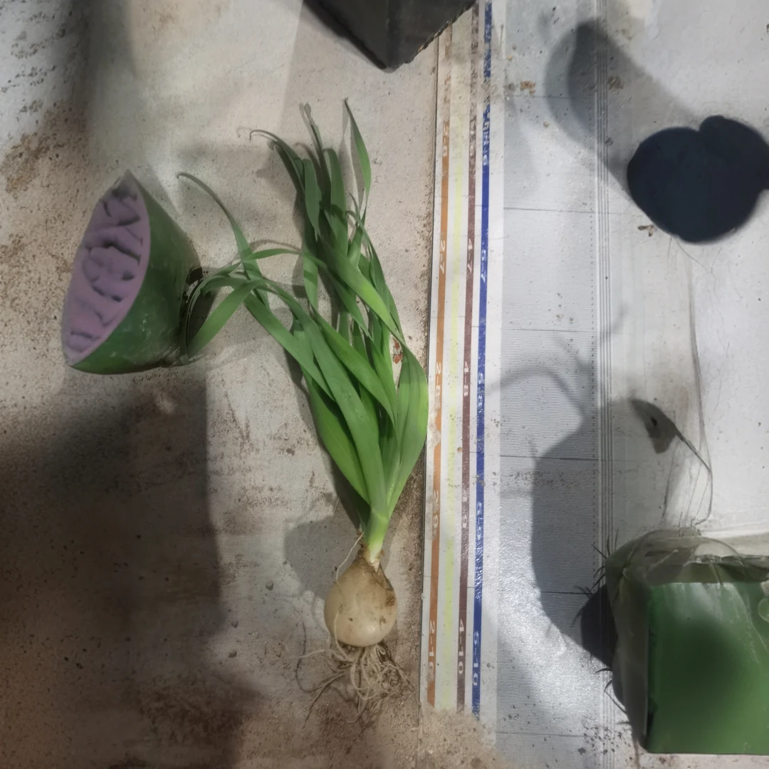 满18包邮（宽弹簧草）