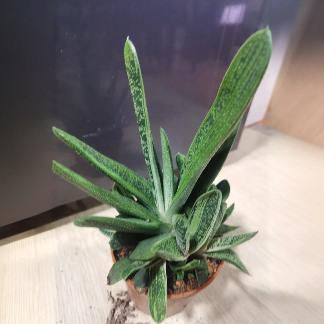 满18包邮 （奶油子宝）