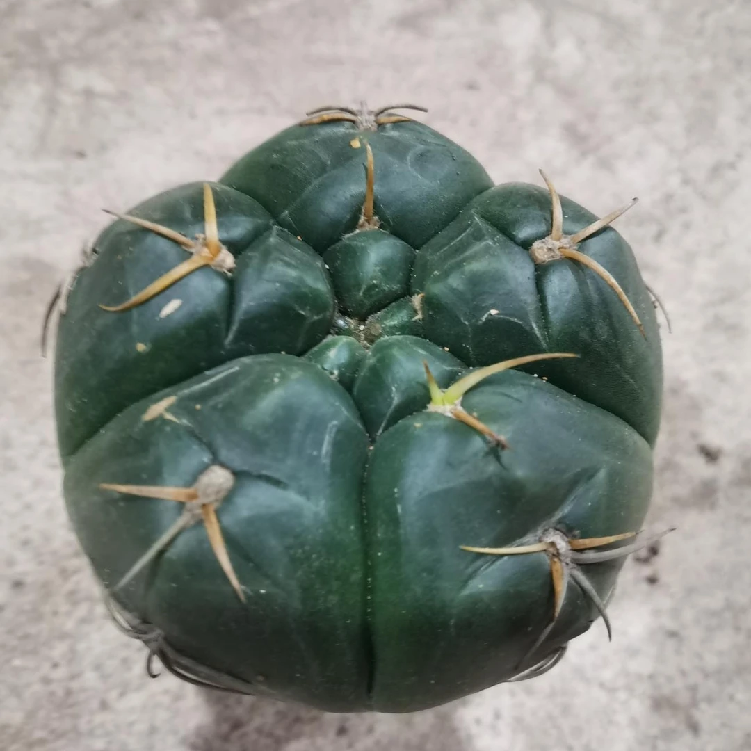 满18包邮(实生海王)中8到10公分左右