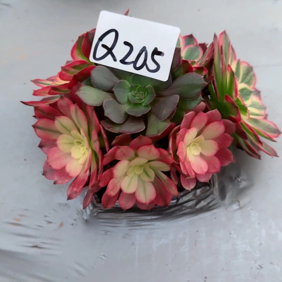 多肉法师盆栽植物Q205