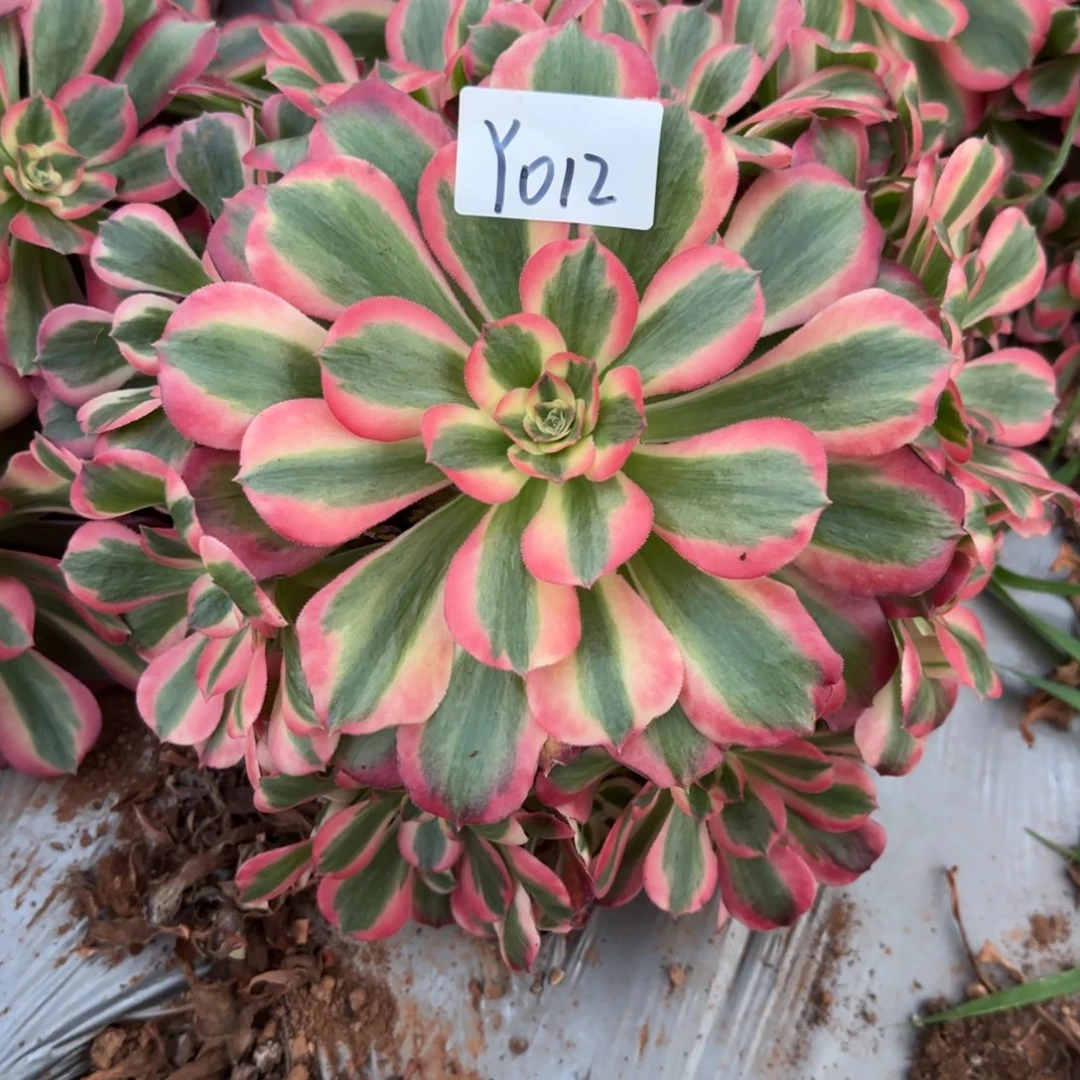 多肉法师植物Y012