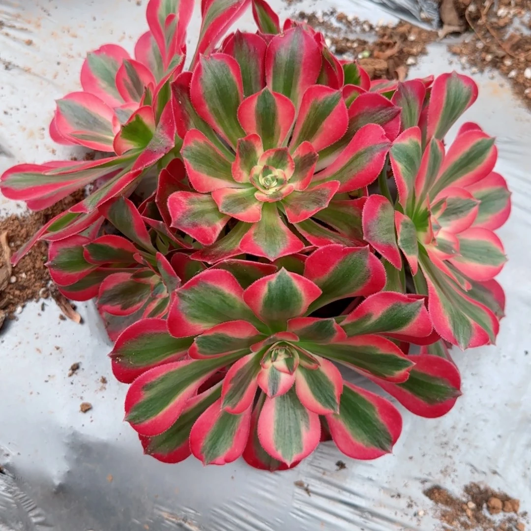 粉女郎主头冠服15–18