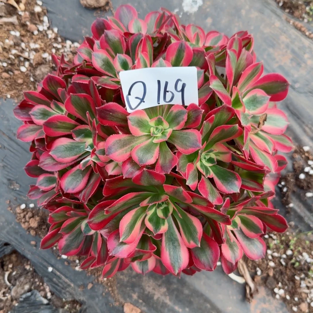 多肉法师植物Q169