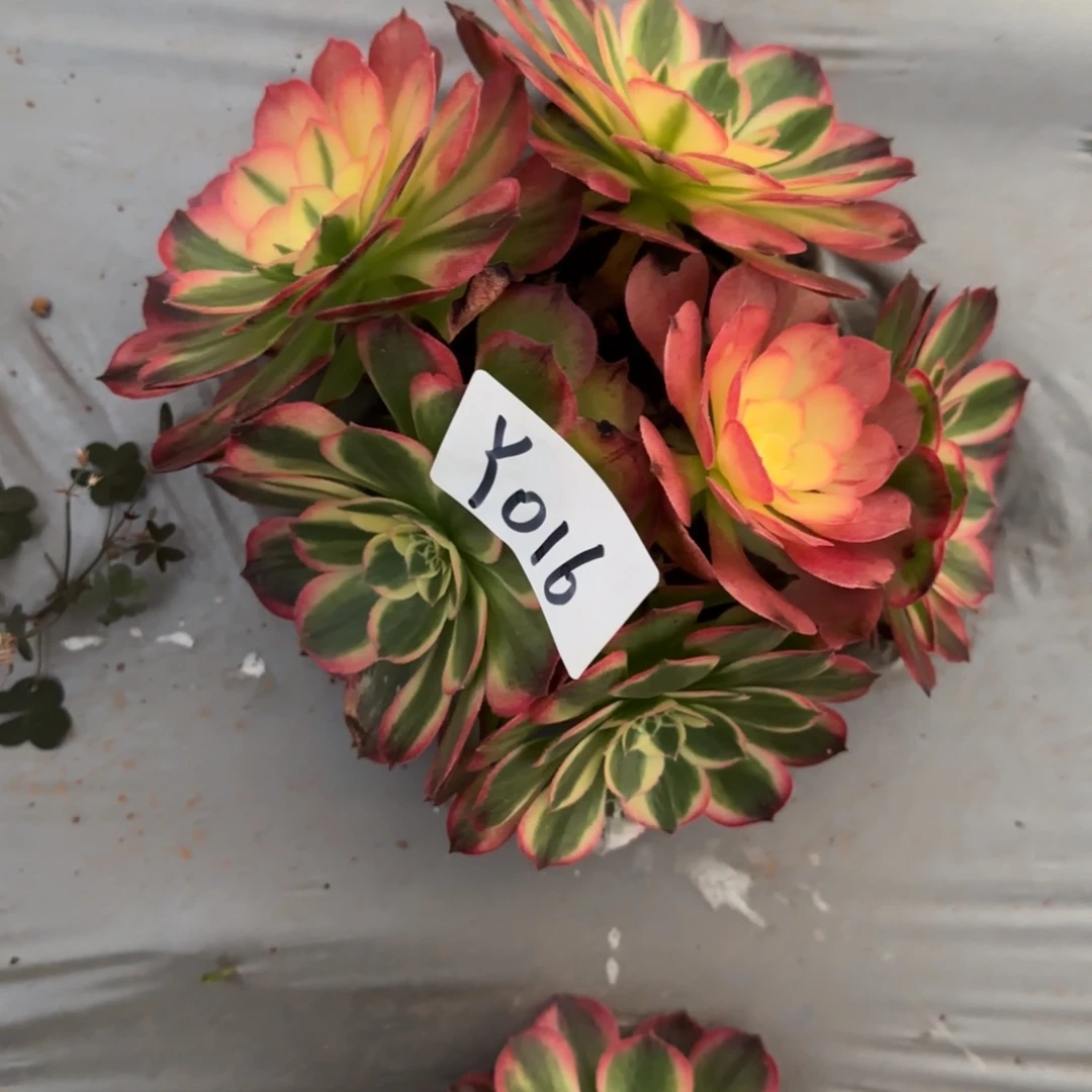 多肉法师植物Y016