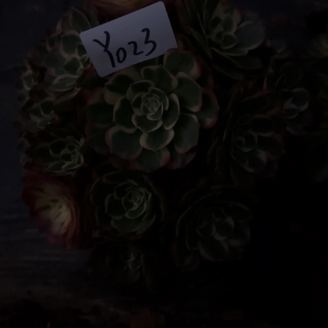 阿****龙多肉法师植物Y023