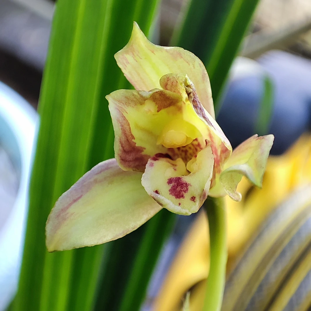 贵州本地种植春兰送春蕙兰链接