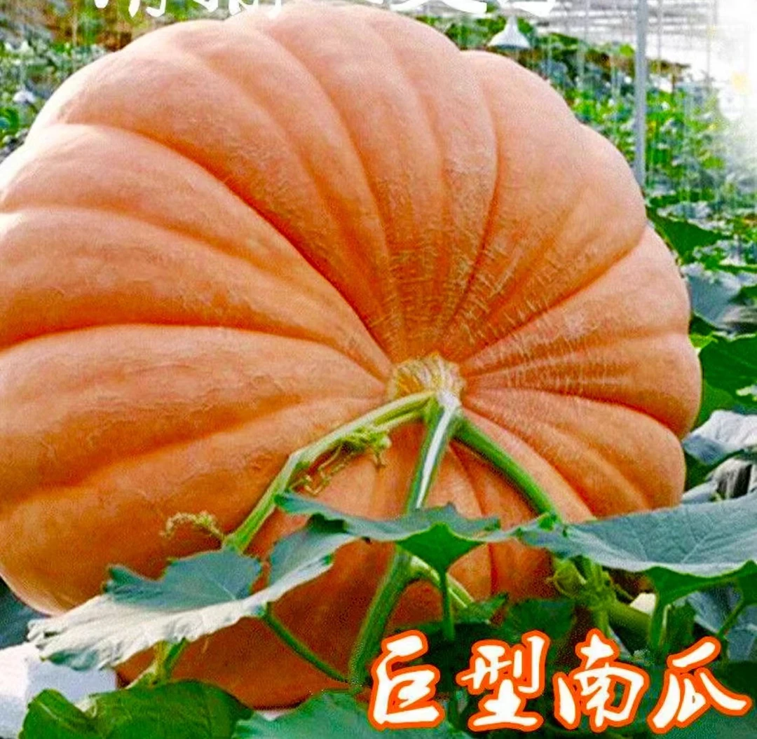 巨型南瓜种子高产香甜南瓜吃苗大南瓜种籽四季菜园瓜果蔬菜种子
