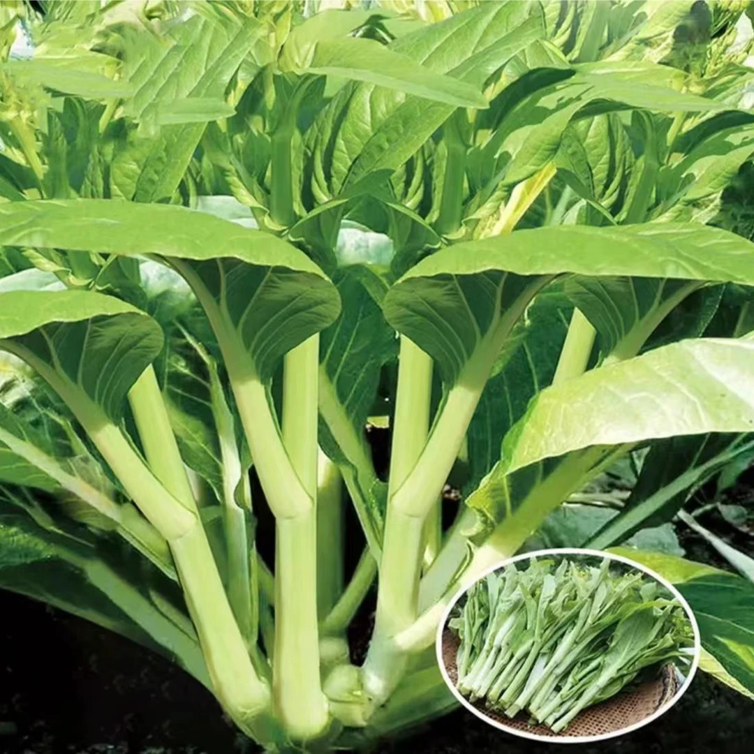白菜苔种子 油青甜菜心小青菜四季耐热蔬菜籽孑早熟青梗菜甘甜