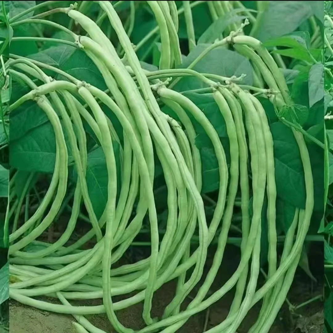 无架豇豆种子春夏秋季地豆不搭架豇豆种籽四季庭院盆栽蔬菜种孑