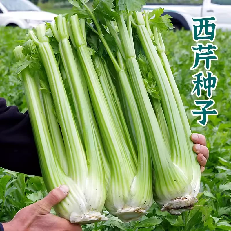 【西芹种子】大肉西芹芹菜种籽肉厚脆爽春秋四季可播庭院田园农家
