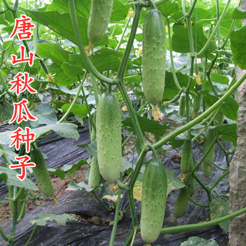 唐山秋瓜种子春季秋季旱黄瓜老水果秋阳台简单四季盆栽蔬菜种子
