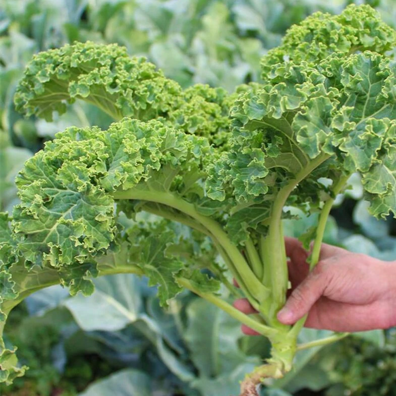 【羽衣甘蓝种子】食用观赏卷叶冬春季耐寒蔬菜种子四季盆栽菜