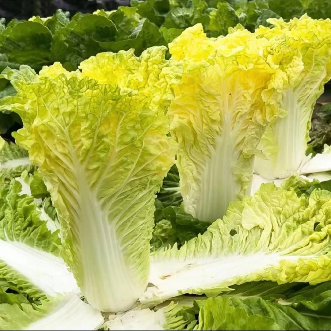 鸡蛋黄奶油大白菜种子阳台黄心快菜籽田园夏秋四季播蔬菜种子