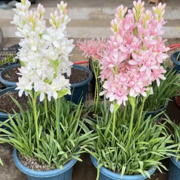 晚香玉种球夜来香花苗浓香型多年生植物室内外庭院四季易种活花卉