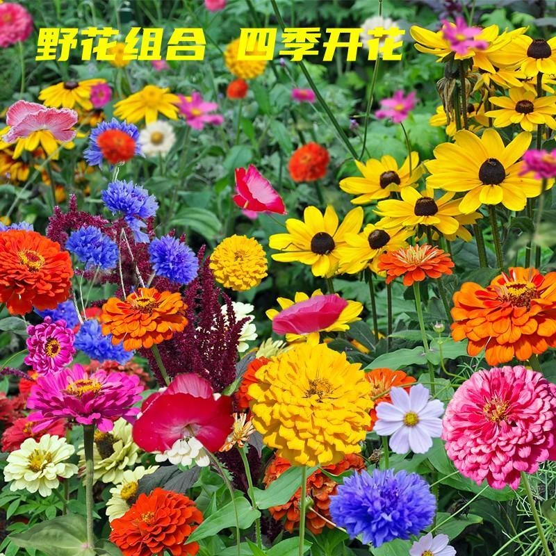 【野花组合种子】四季播种开花种子耐寒花种易活百日草波斯菊草花