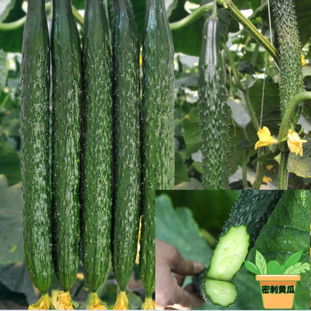 密刺黄瓜种子津研四号密刺大黄瓜早春菜园春秋四季盆栽蔬菜种籽孑