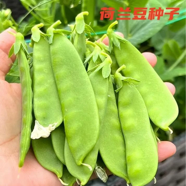 荷兰豆种子豌豆尖种籽四季菜种大全荷兰豆种籽蔬菜苗种孑农家菜籽