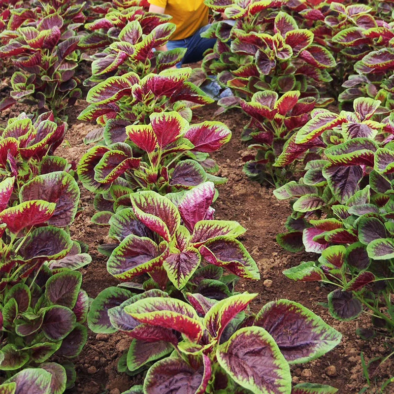 红圆叶苋菜种子四季盆栽阳台蔬菜种孑柳叶青苋菜汉野菜长寿菜种籽